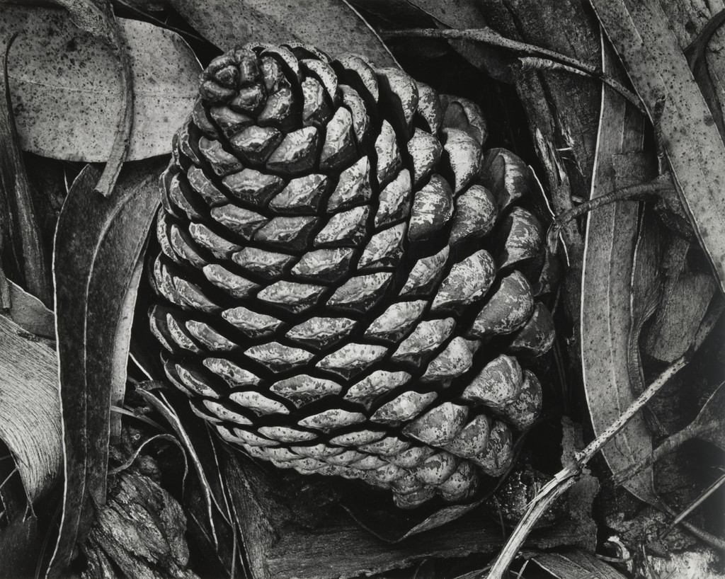 Pine Cone and Eucalyptus Leaves