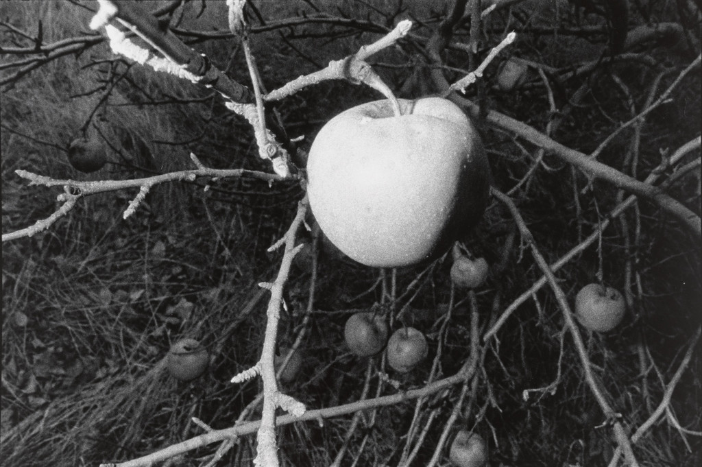 Untitled (Larksville, Pennsylvania)