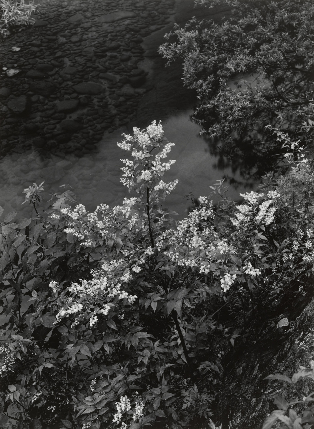 Ken Domon. The Bank of the Muro River (Summer). 1940-54