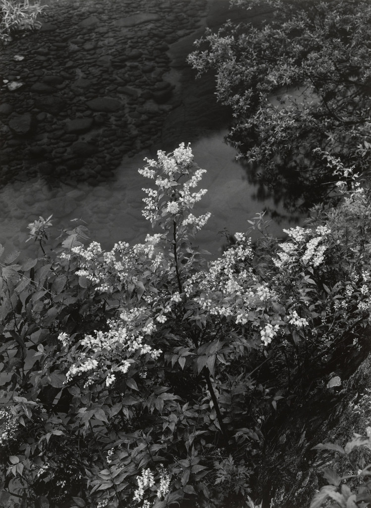 The Bank of the Muro River (Summer)