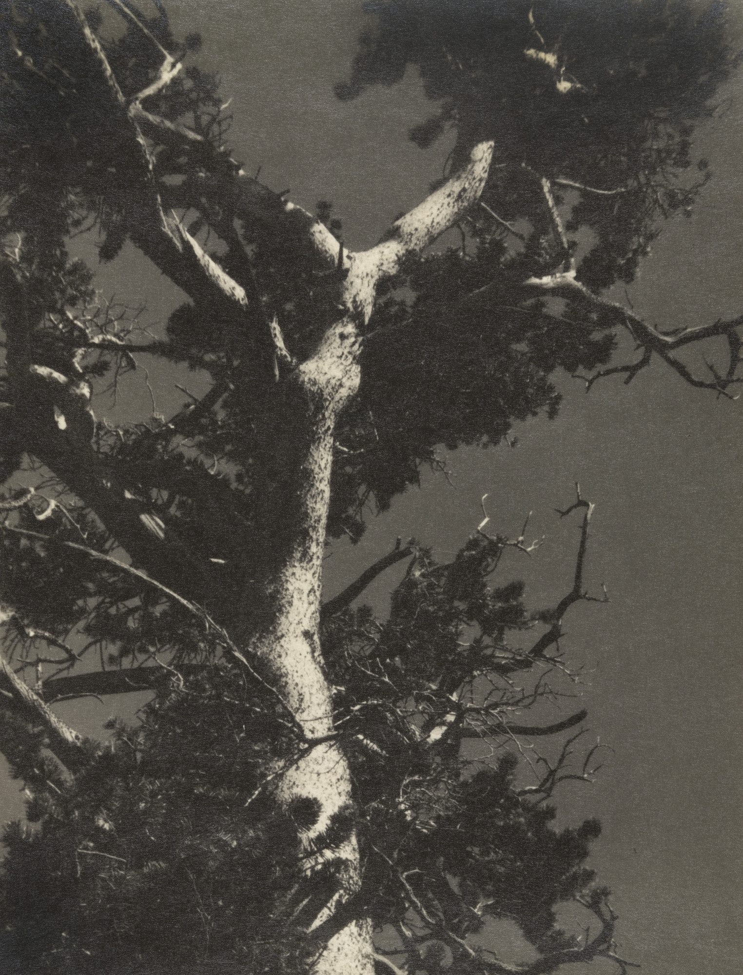 Ansel Adams. Lodgepole Pine