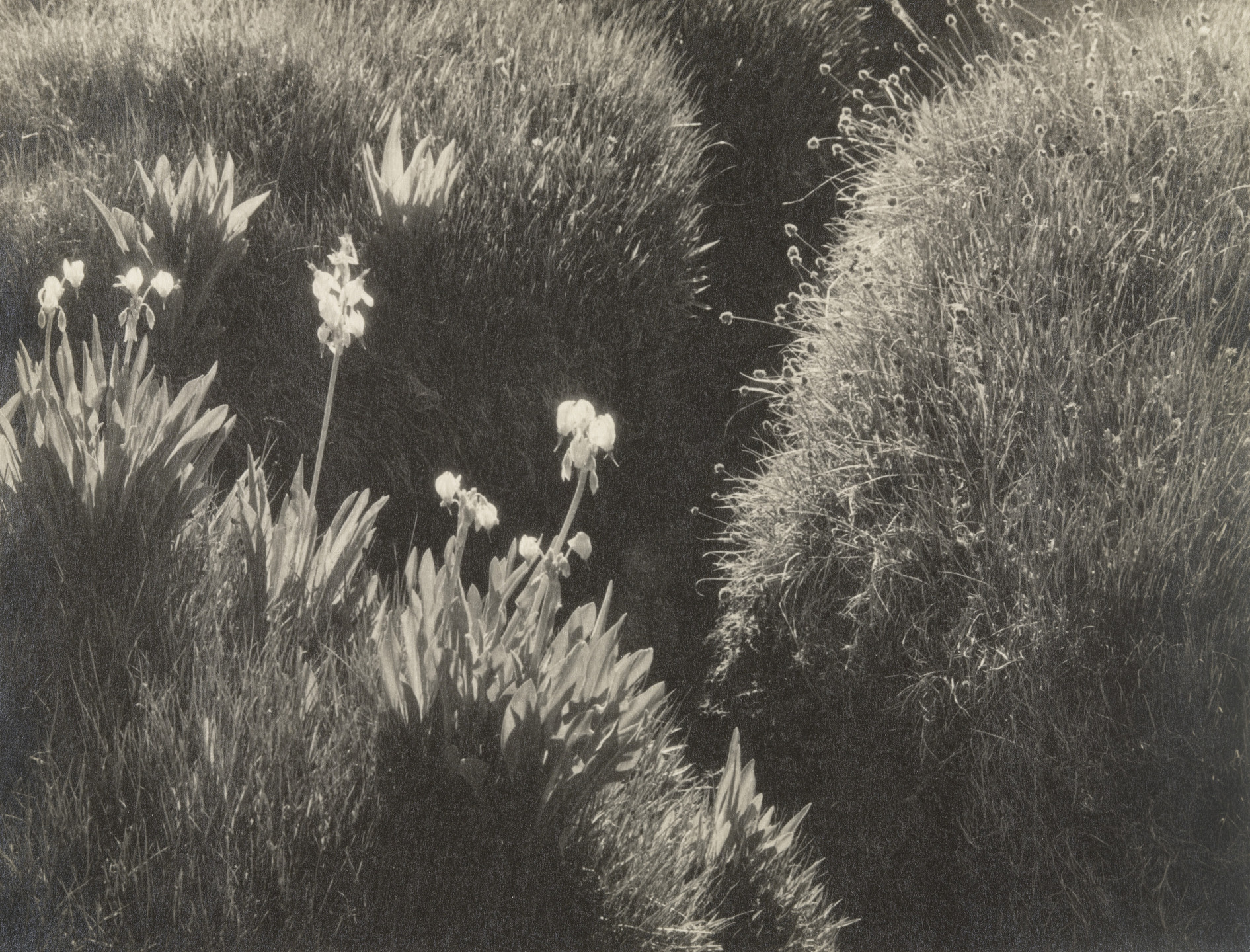 Ansel Adams. Sierra Meadow. 1930
