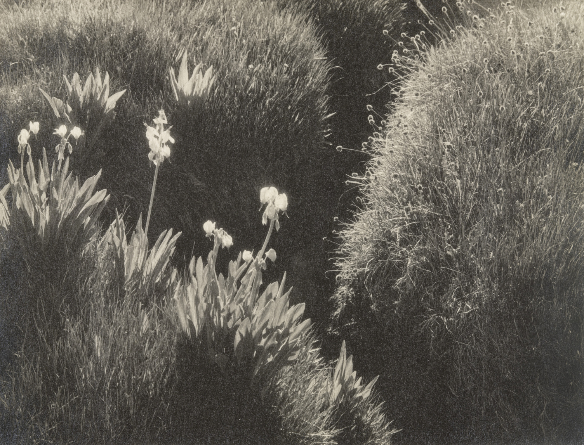 Ansel Adams. Sierra Meadow