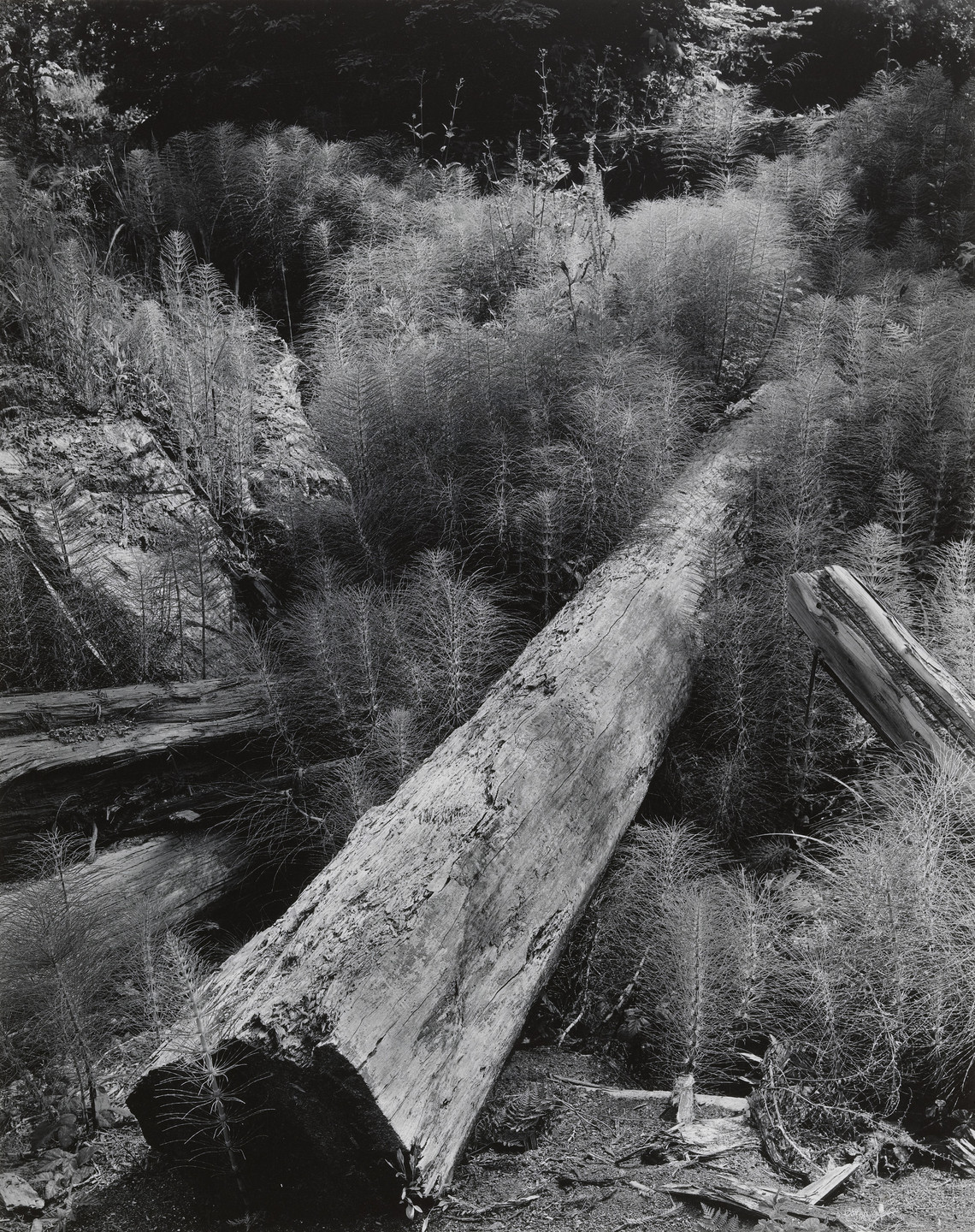 Wynn Bullock. Log and Horsetails. 1957