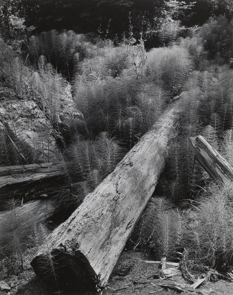 Log and Horsetails