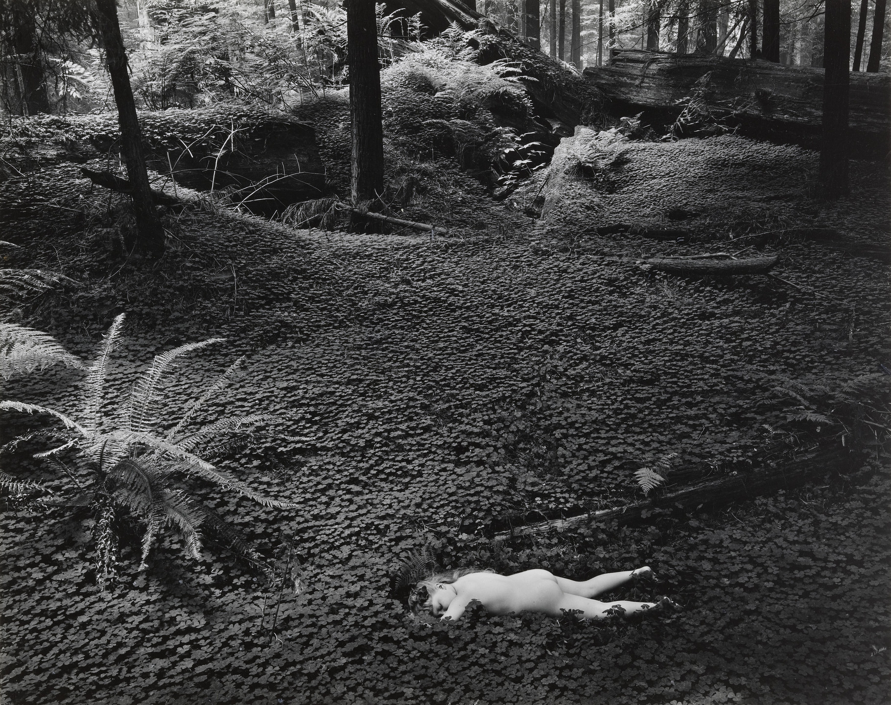 Wynn Bullock. Child in Forest. 1951