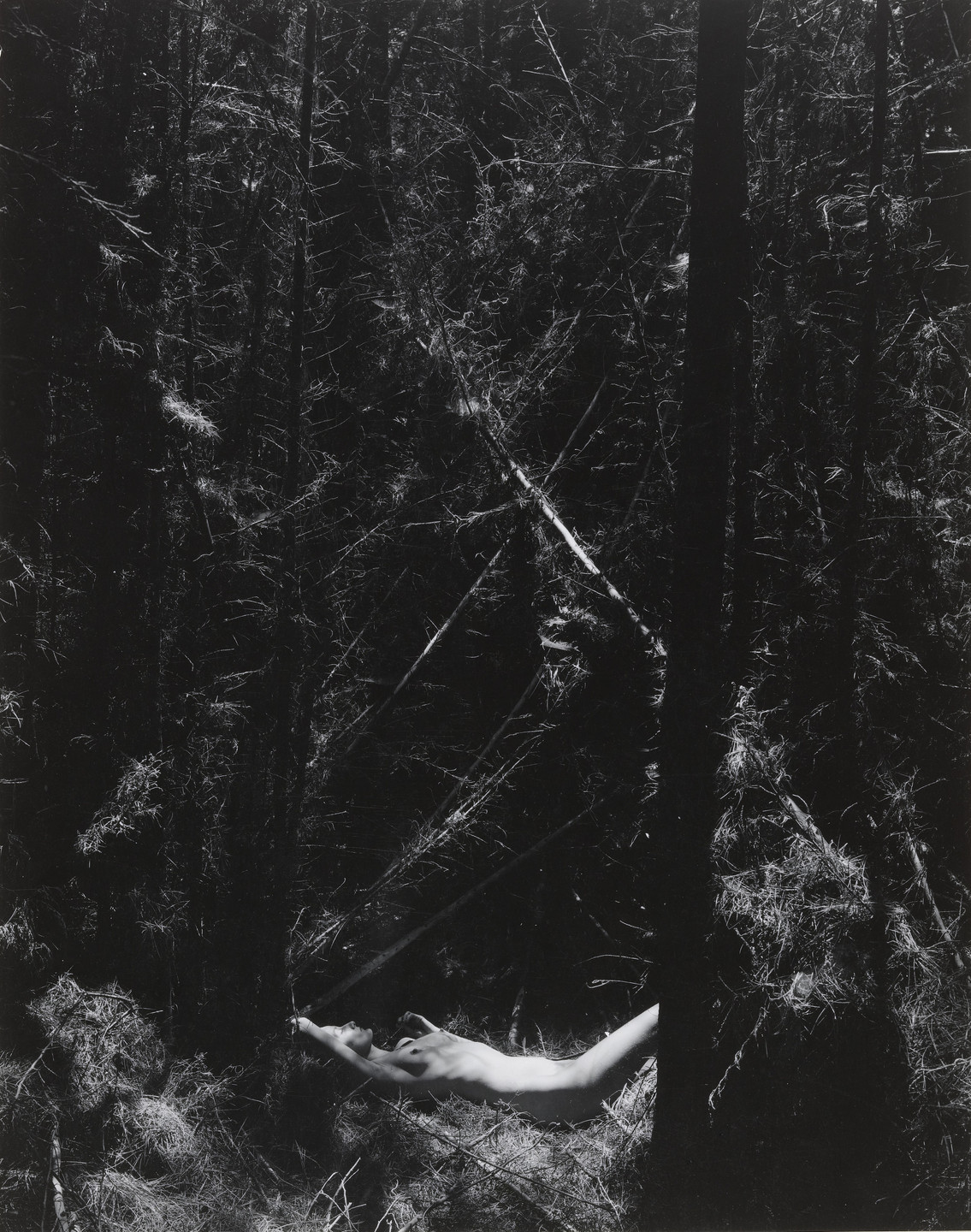 Wynn Bullock. Nude in Dead Forest. 1954