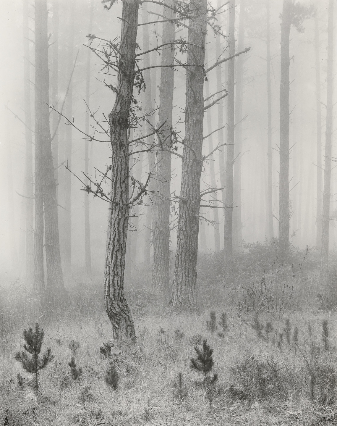 Wynn Bullock. Del Monte Forest. 1952