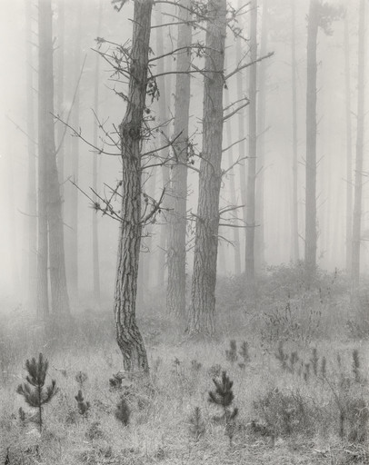 Del Monte Forest
