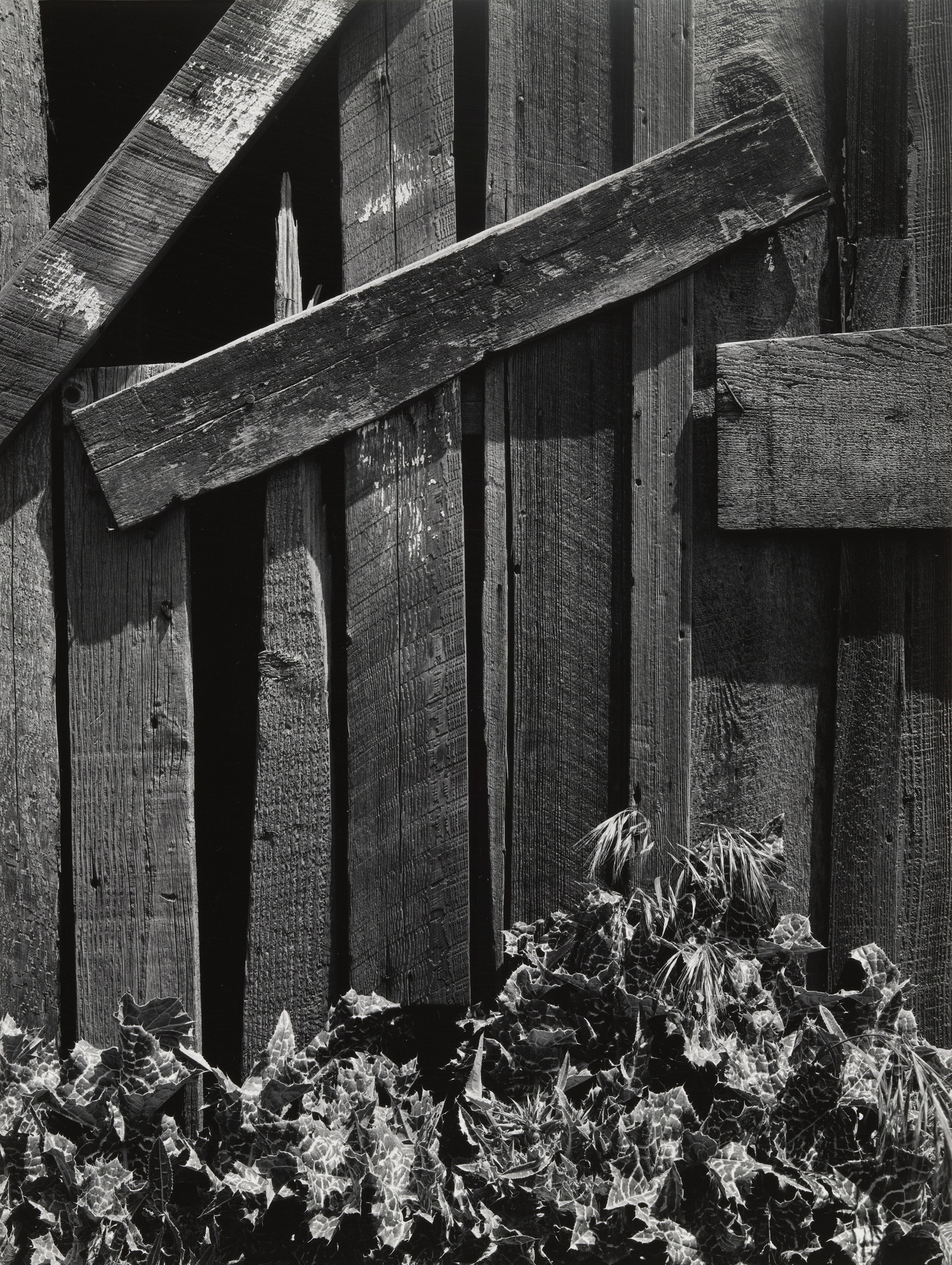 Ansel Adams. Boards and Thistles
