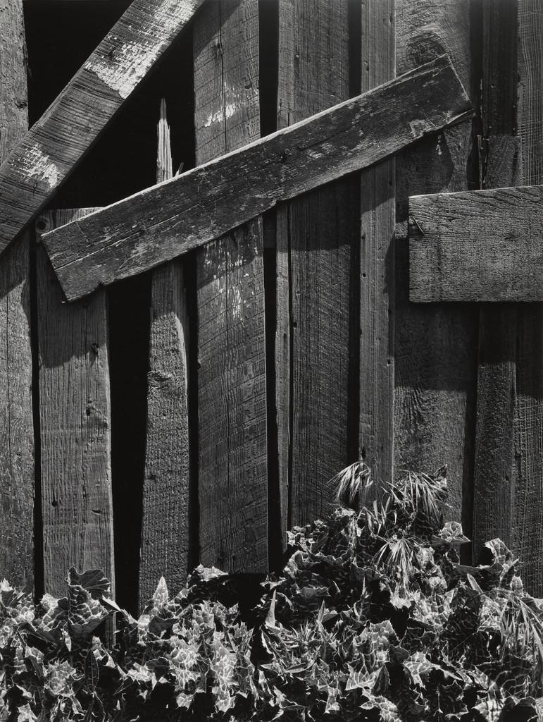 Boards and Thistles