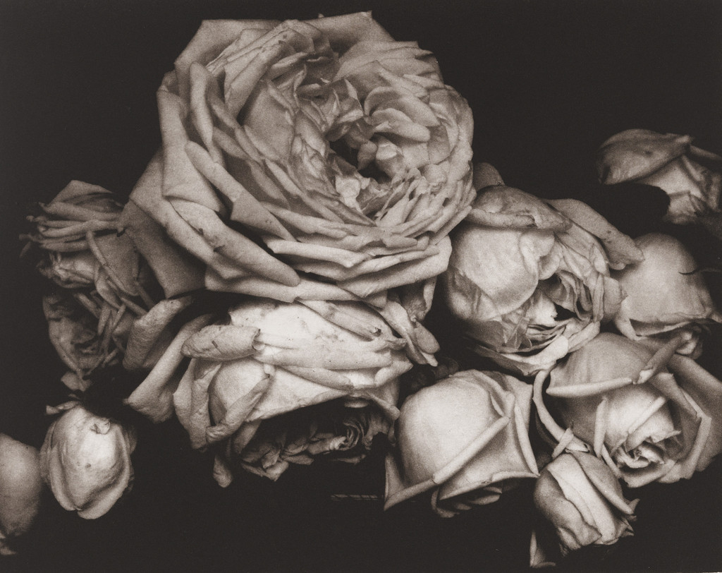 Heavy Roses, Voulangis, France