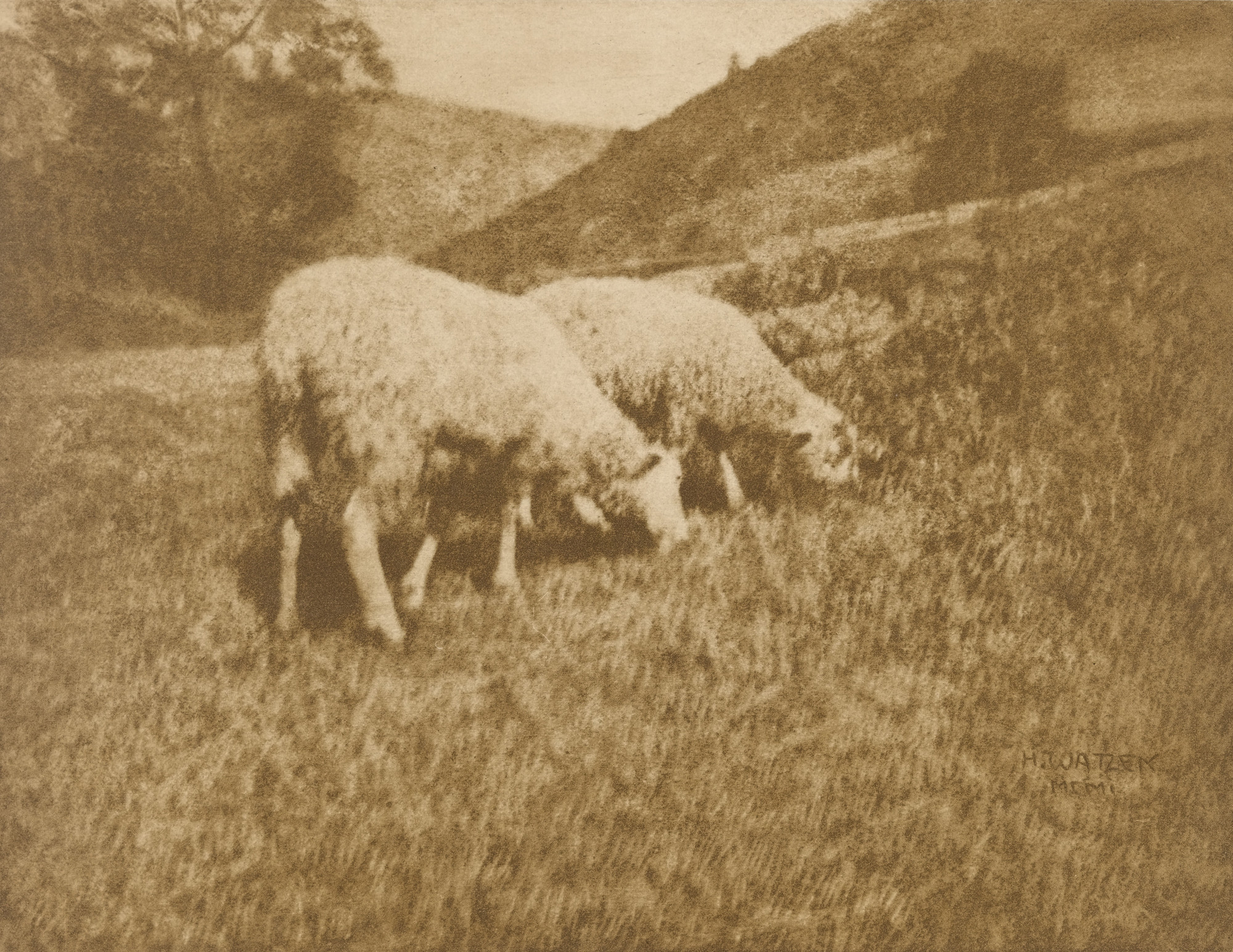 Hans Watzek. Schaafe