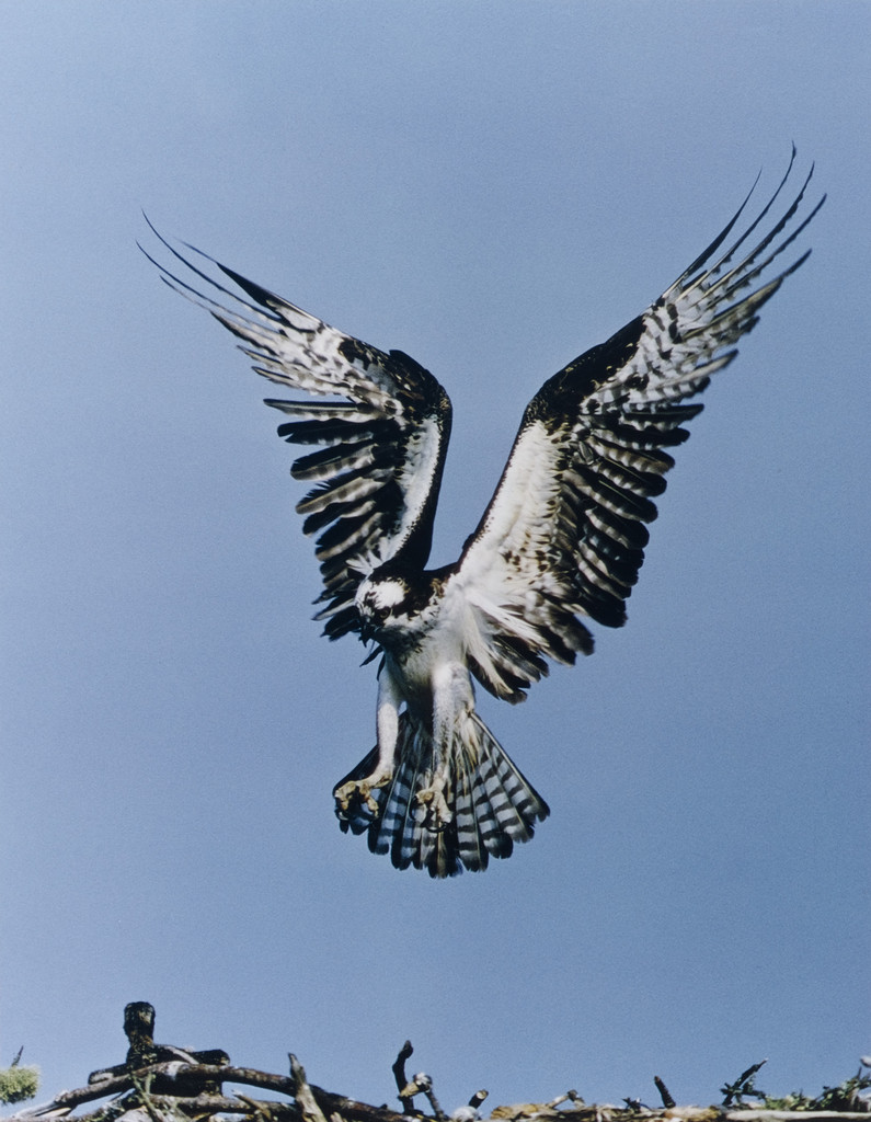 Osprey, Penobscot Bay, Maine