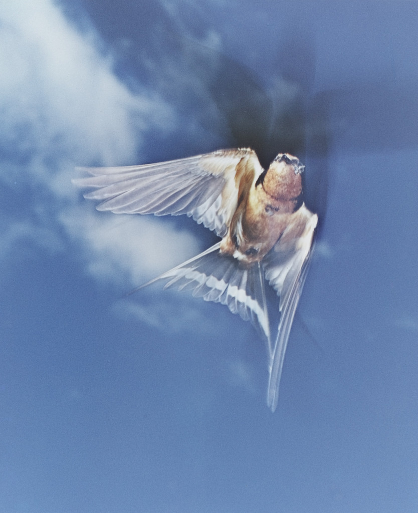 Barn Swallow, Great Spruce Head Island, Maine