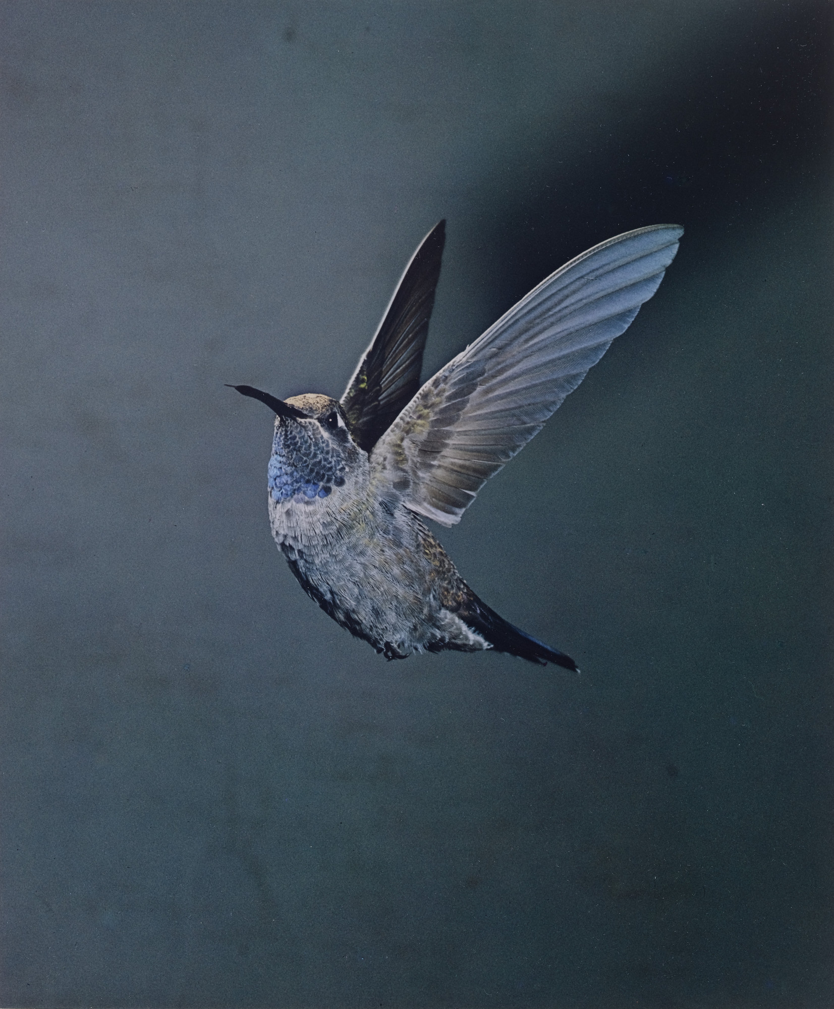 Eliot Porter. Blue-Throated Hummingbird, Chiricahua Mountains