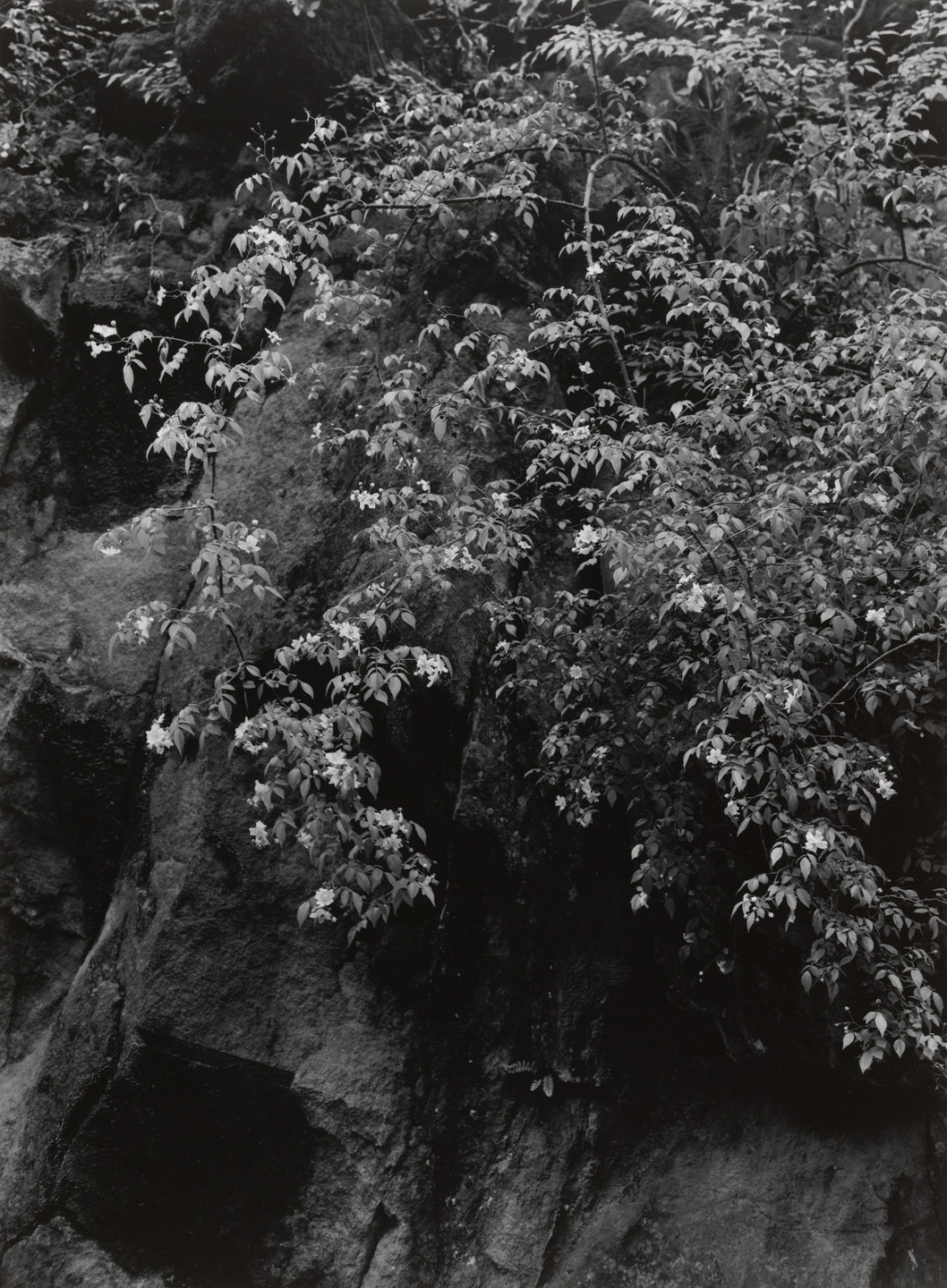 Ken Domon. The Bank of the Muro River (Summer). 1940-54