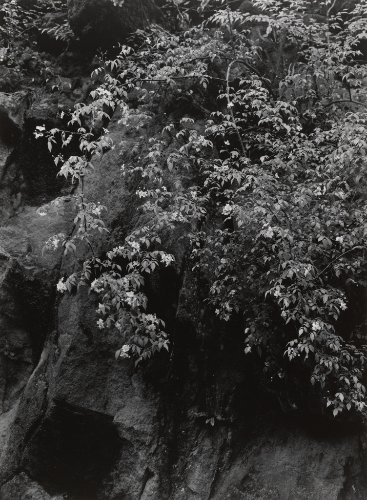 The Bank of the Muro River (Summer), Ken Domon, 1940-54