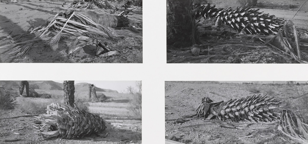 Predictably the Trees Fell Right and Left (North and South) Away from Center, Robert Cumming, 1973