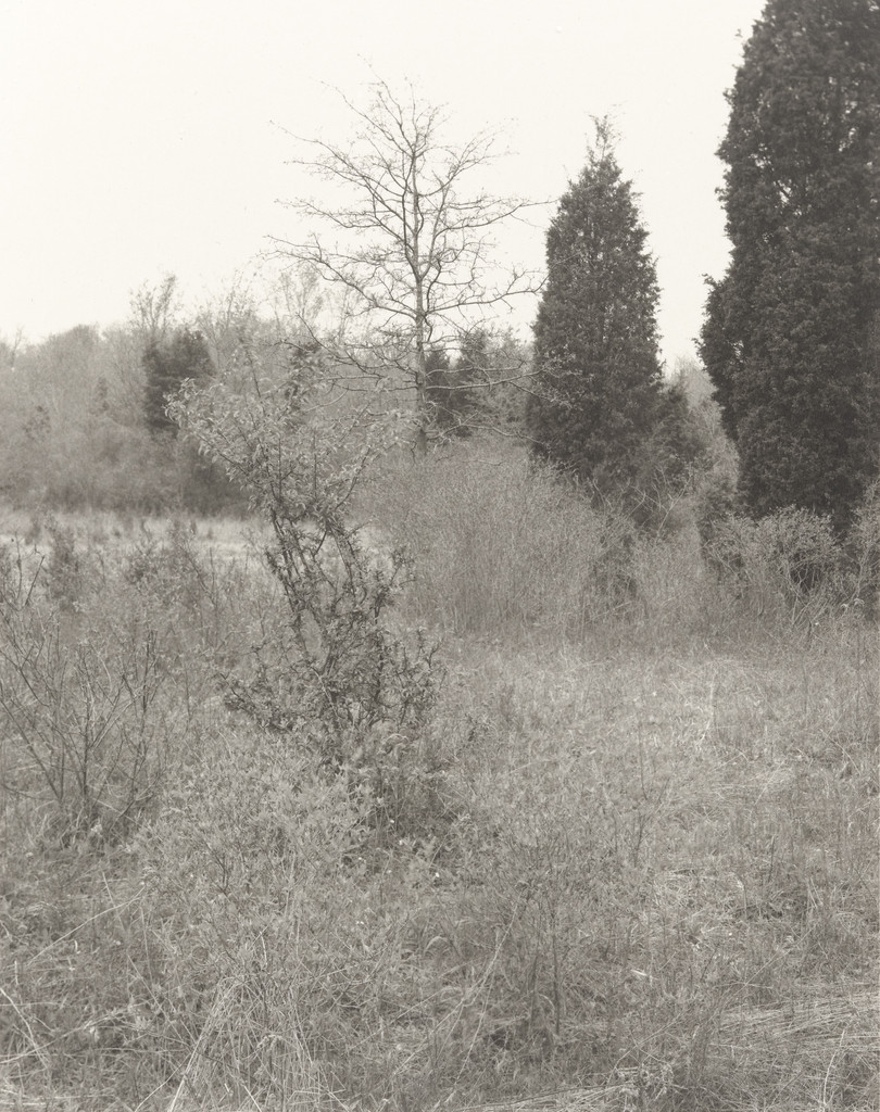 Plain Fields, Jan Groover, 1981