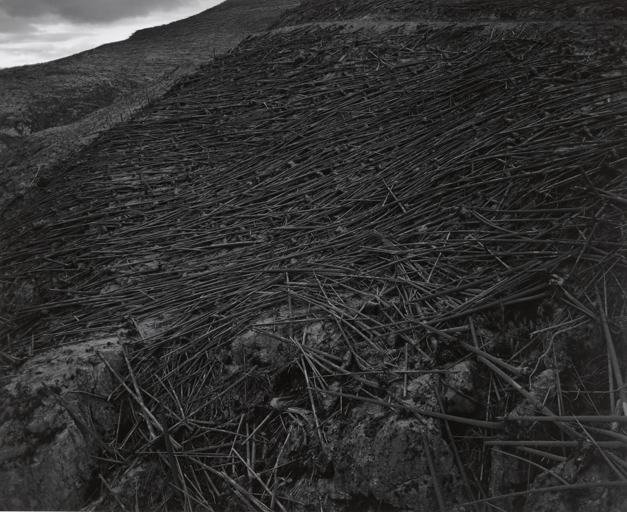 Frank Gohlke. Aerial View: Downed Trees - 8 miles NW of Mt. St. Helens, Washington