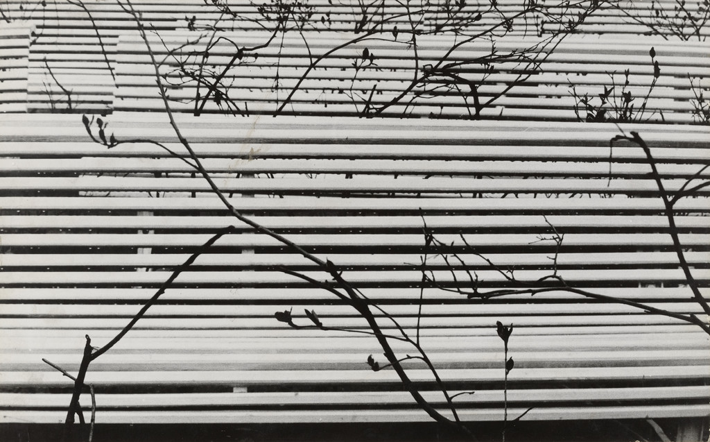 Branches