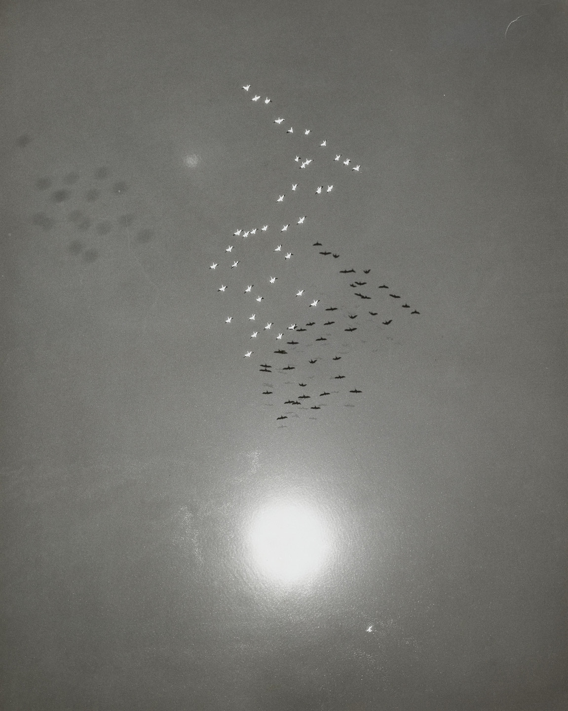 William A. Garnett. Snow Geese in Flight with Reflection of the Sun over Buena Vista Lake, California. 1953