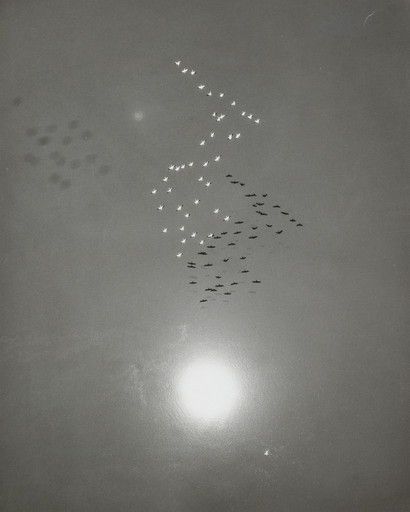 Snow Geese in Flight with Reflection of the Sun over Buena Vista Lake, California