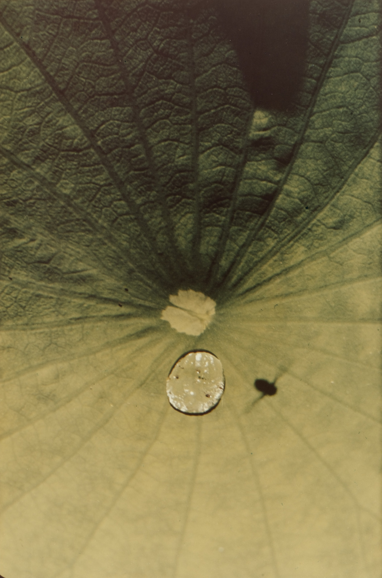 Ernst Haas. Untitled