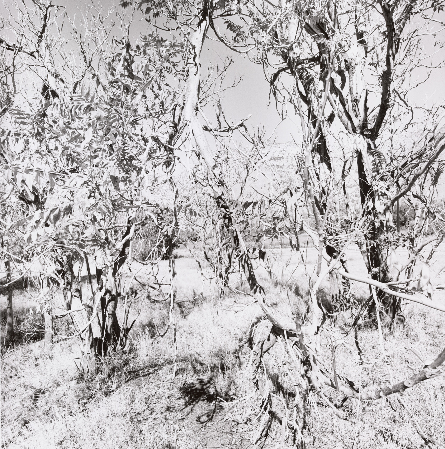 Lee Friedlander. California. 2004 | MoMA