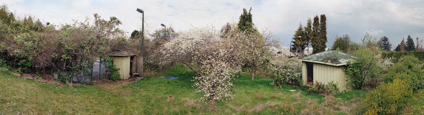 Scott McFarland. Orchard View, Early Spring; Rubus Discolour, Prunus Nigra, Prunus Serrulata. 2004