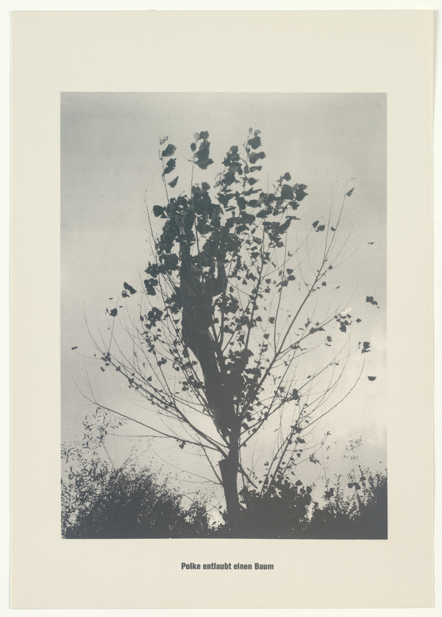 Sigmar Polke, Christof Kohlhöfer. The Defoliation of a Tree (Das Entblättern eines Baumes) from .....Higher Beings Ordain (.....Höhere Wesen befehlen)