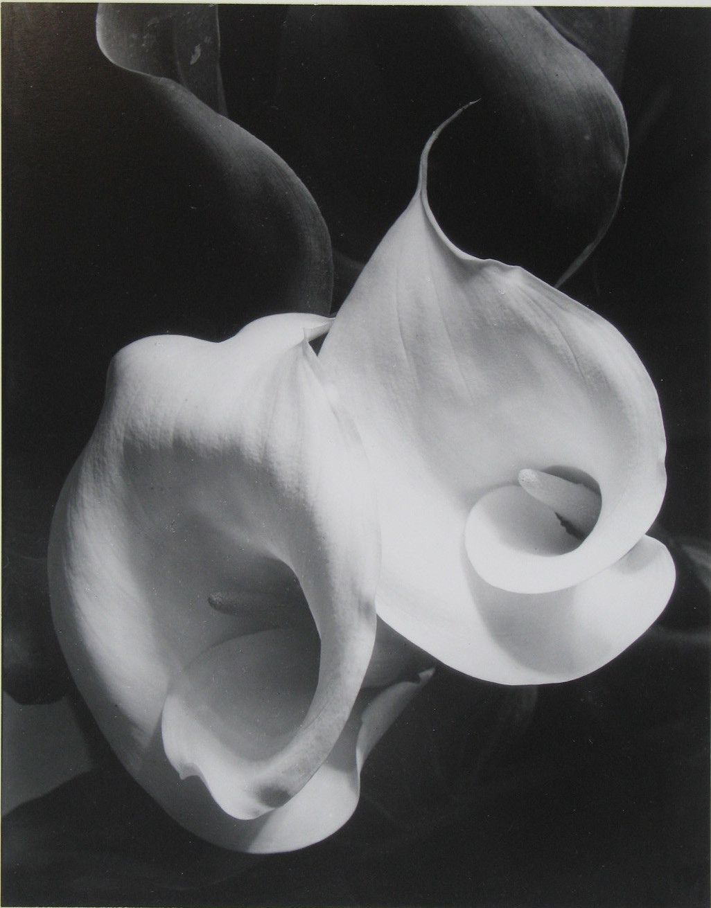 Imogen Cunningham. Two Callas. 1929