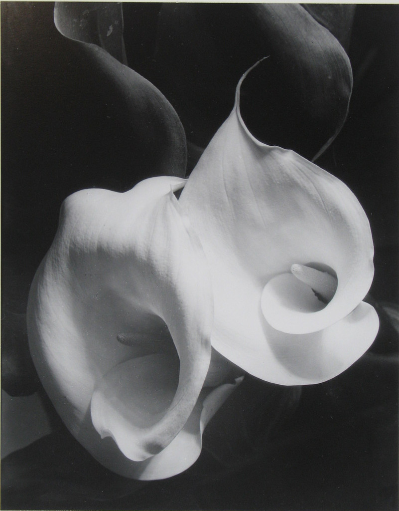 Two Callas