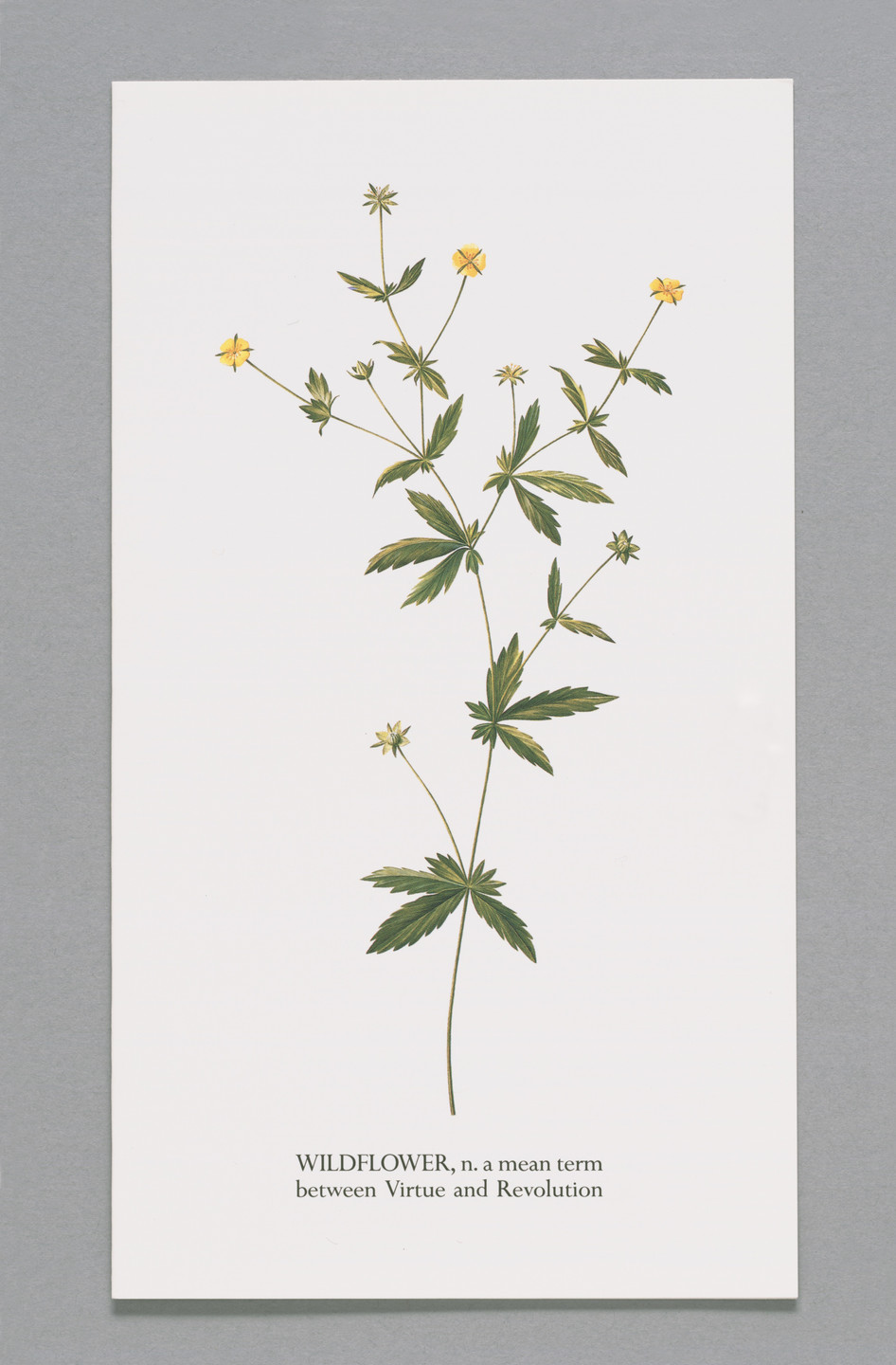 Ian Hamilton Finlay, Gary Hincks. Wildflower, n. A mean term. 1993