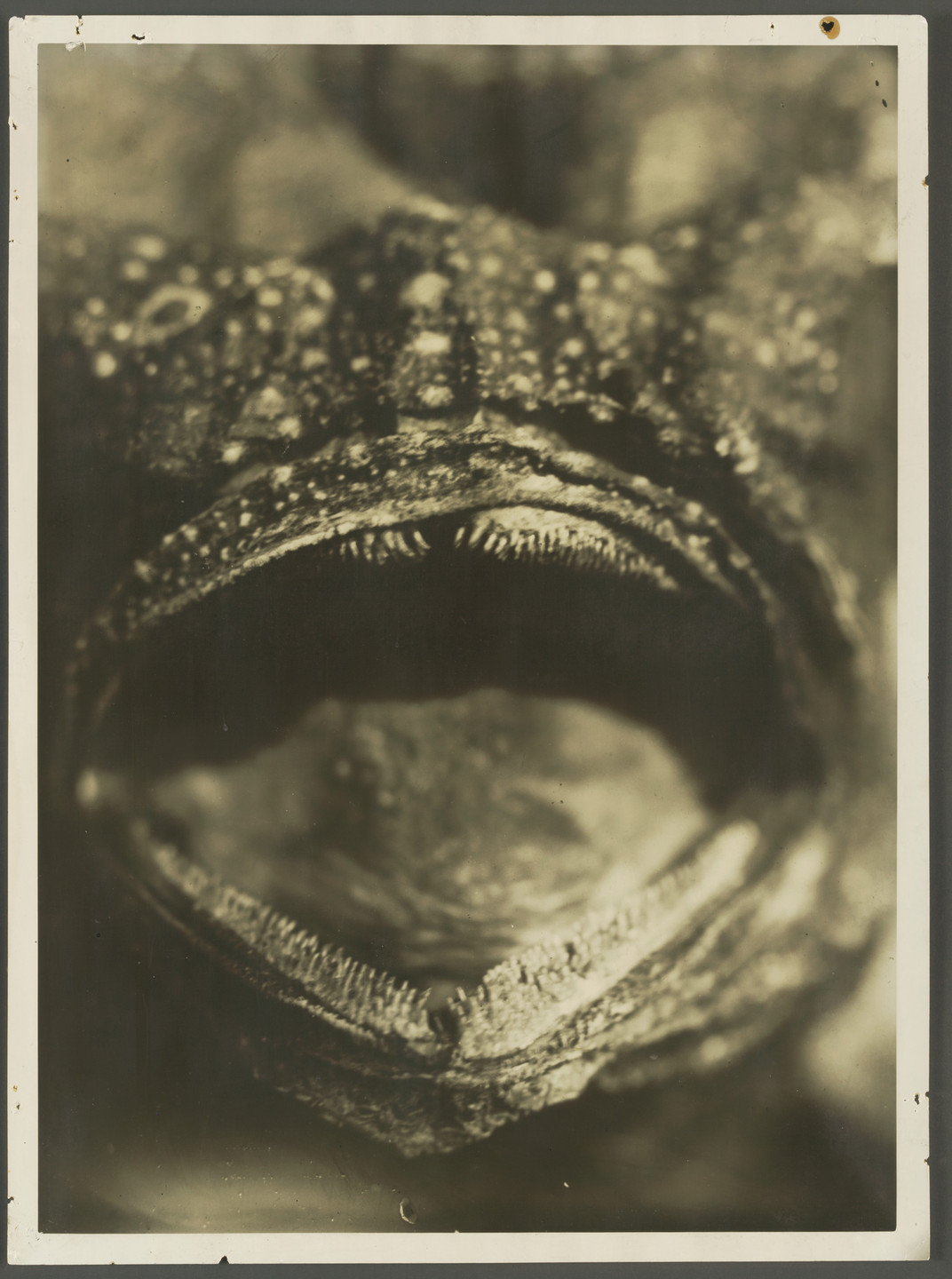 Jean Painlevé. Mouth of a Fish. 1930