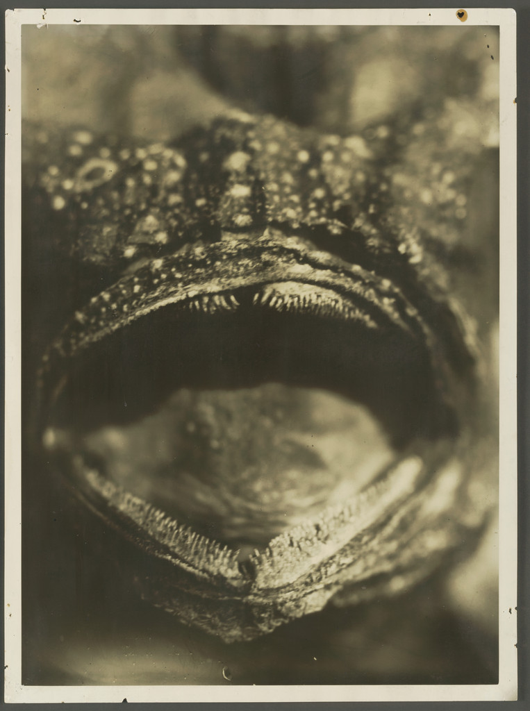 Mouth of a Fish
