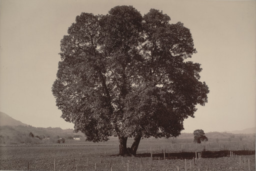 Arbutus Menziesii, Pursh