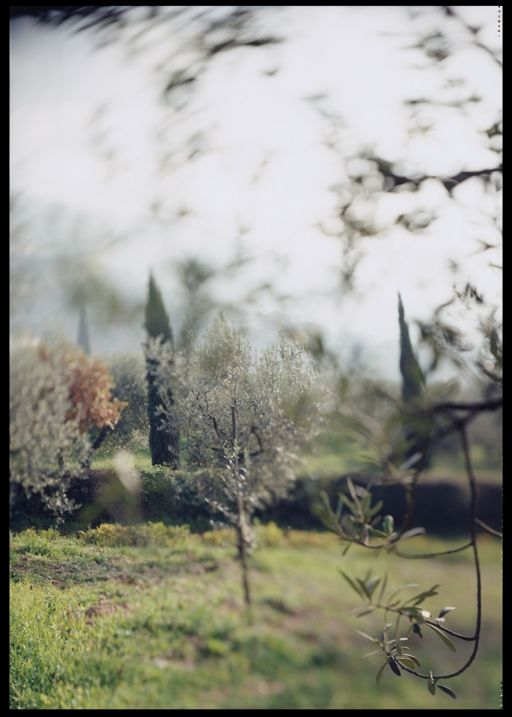JoAnn Verburg. Campello Olive Trees for Giulio. 2003