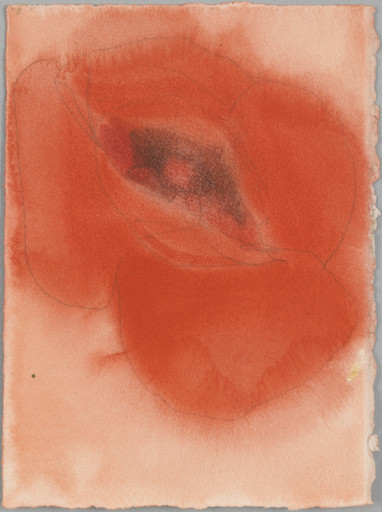 A Small Poppy