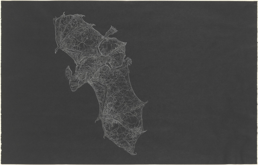 The Wayward Flight of an Auspicious Sign