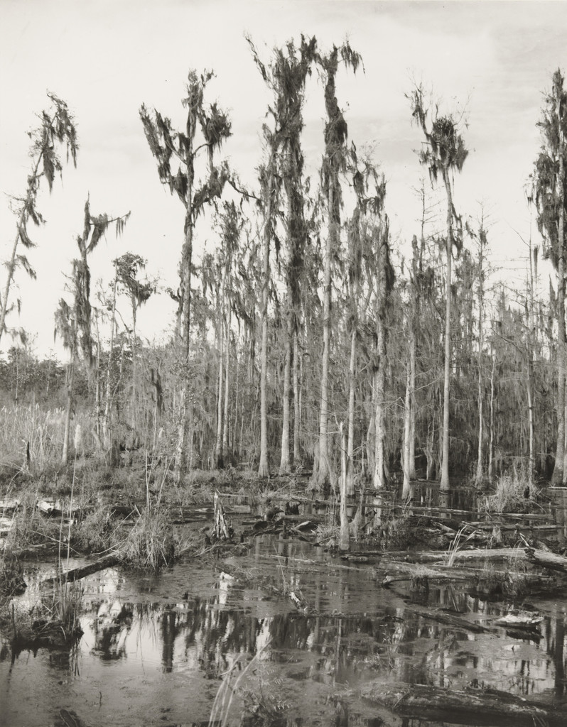 Swamp