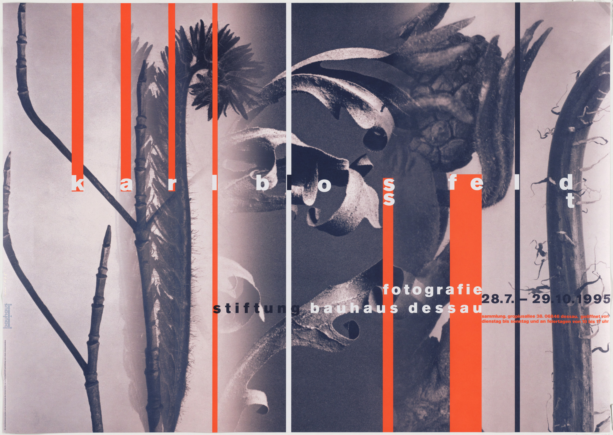 Cyan. Karl Blossfeldt. 1995