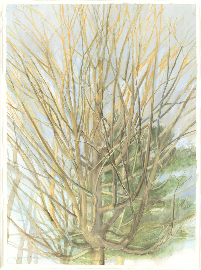 The Maple Tree 2/18/01