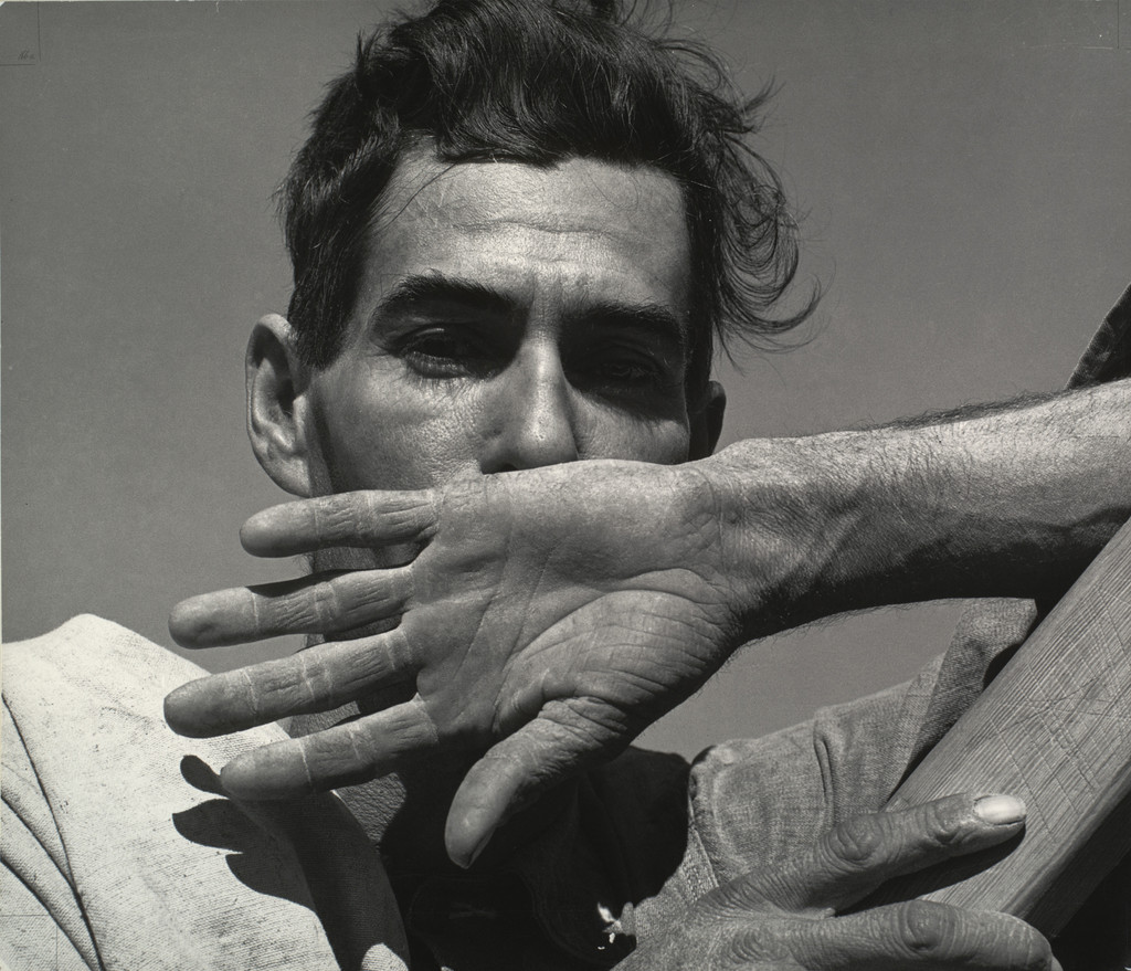 Migratory Cotton Picker, Eloy, Arizona