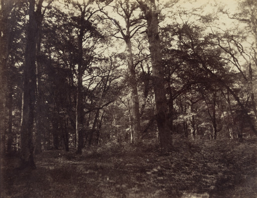 Forest of Fontainebleau