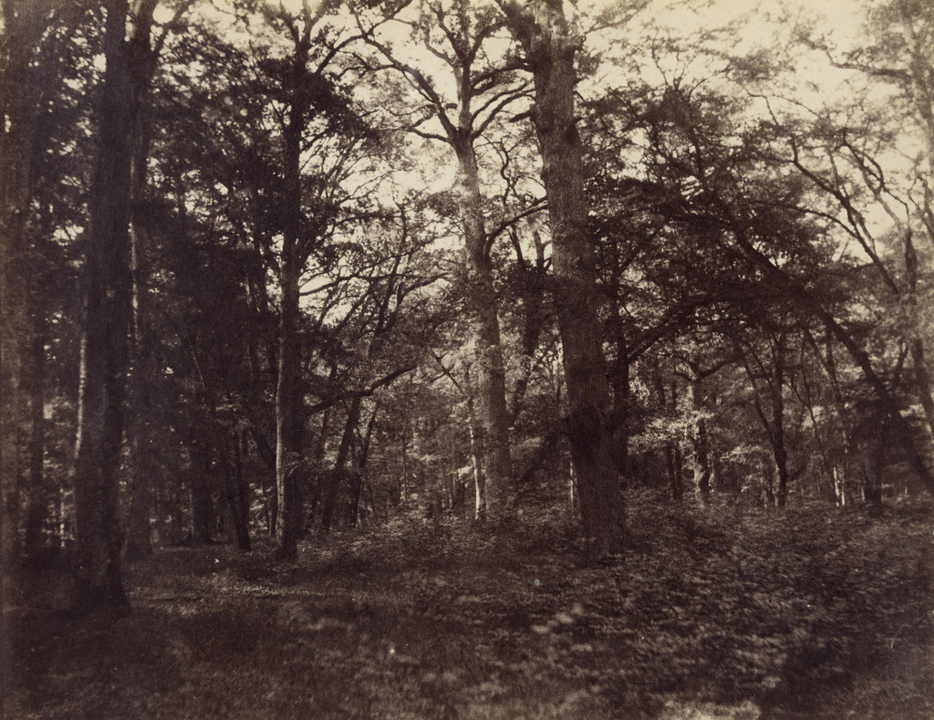 Forest of Fontainebleau, Great Forest of Cedars, West of Teniet-el-Had, Algeria