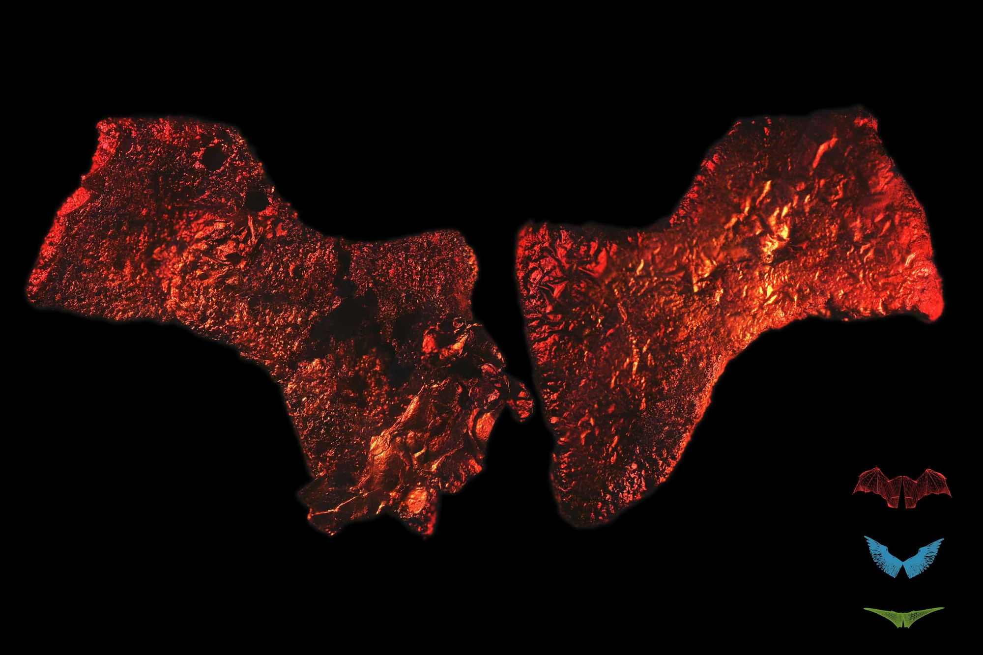 Oron Catts, Ionat Zurr, Guy Ben-Ary, SymbioticA, The Art and Science Collaborative Research Laboratory, The University of Western Australia. The Pig Wings Project. 2000-01