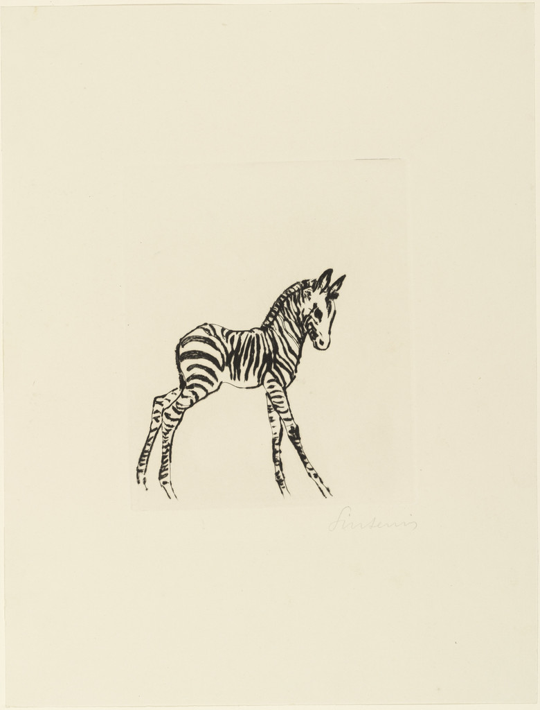 Young Zebra (Junges Zebra)