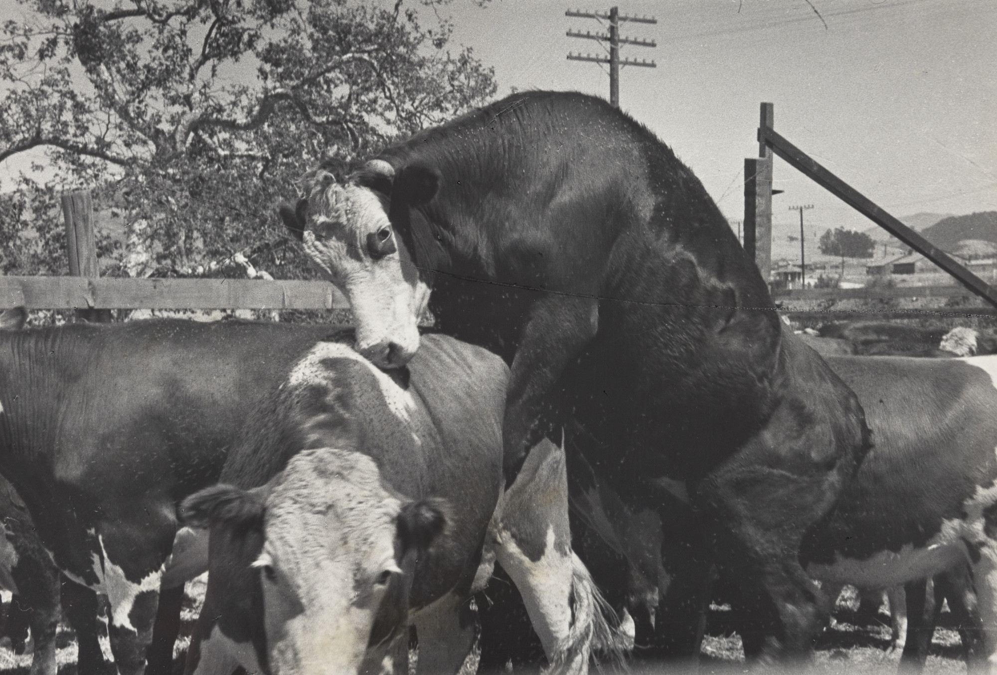 Henri Cartier-Bresson. Near San Luis Obispo, California, United-States